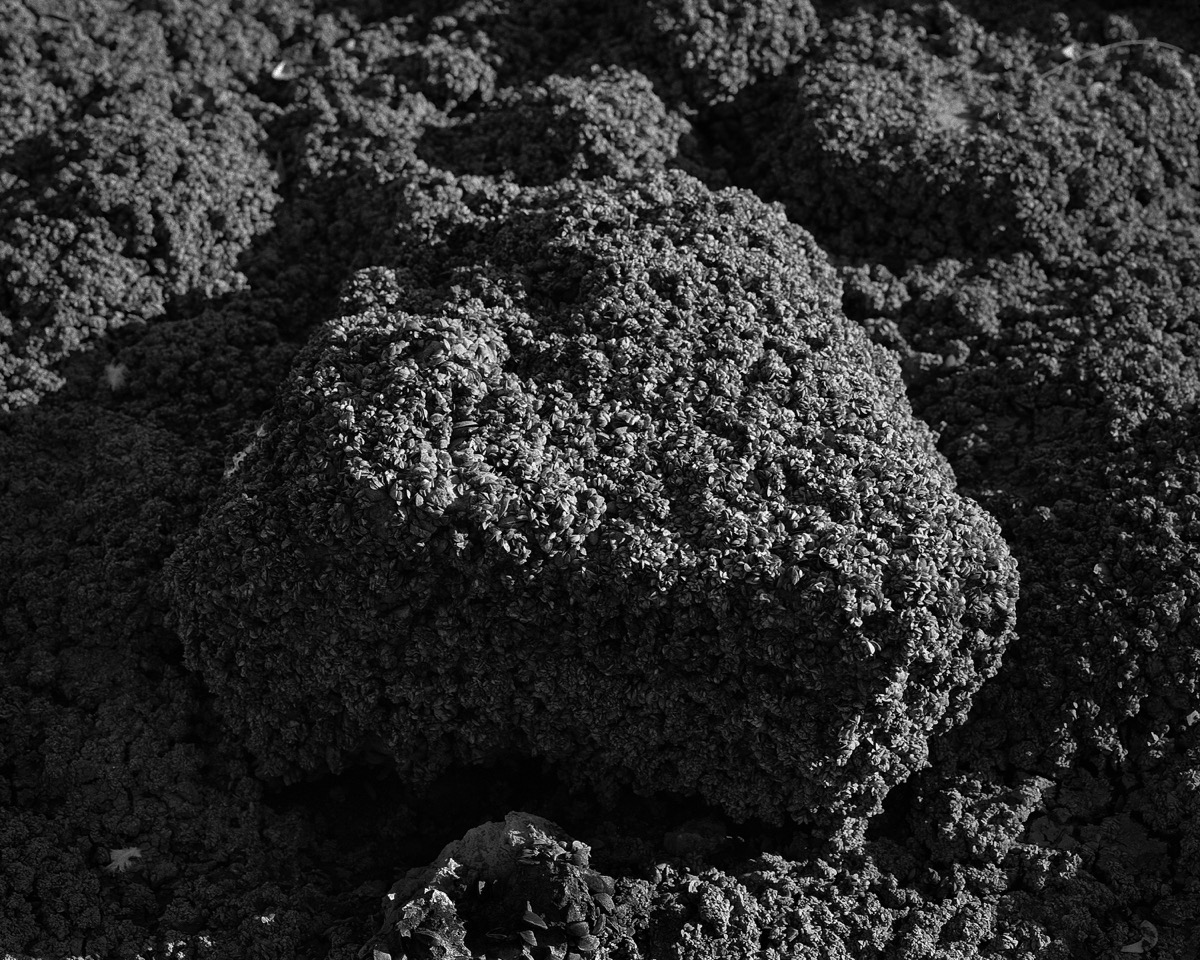 sarah-fuller-zebra-mussels-the-scales-project